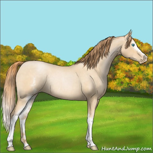 Horse Color:White Spotted Buckskin Roan Pearl Rabicano 
