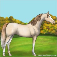 Horse Color:White Spotted Buckskin Roan Pearl Rabicano 