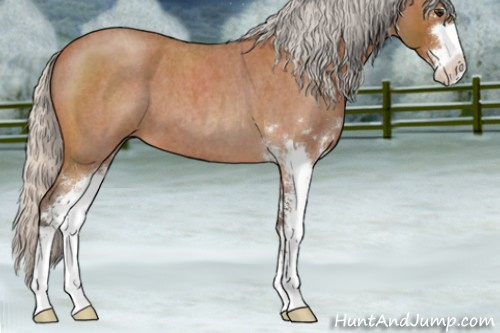 Horse Color:Silver Bay Roan Sabino