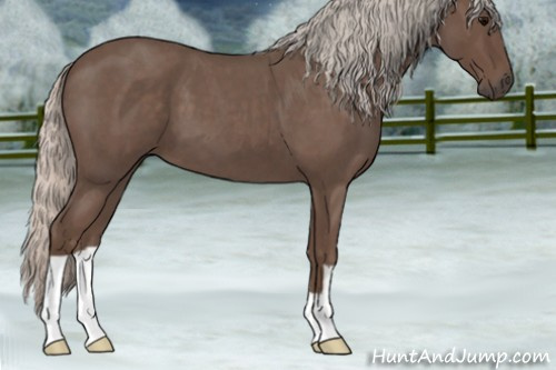 Horse Color:Silver Blue Roan 