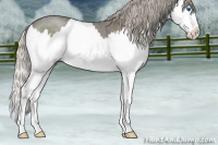 Horse Color:Silver Blue Roan Splash 
