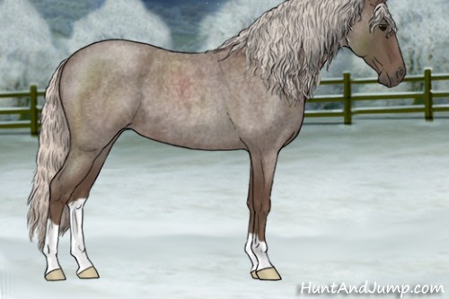 Horse Color:Silver Blue Roan 