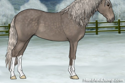 Horse Color:Silver Blue Roan 