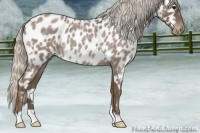 Horse Color:Silver Blue Roan Near Leopard 