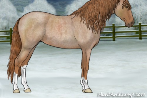 Horse Color:Red Roan 