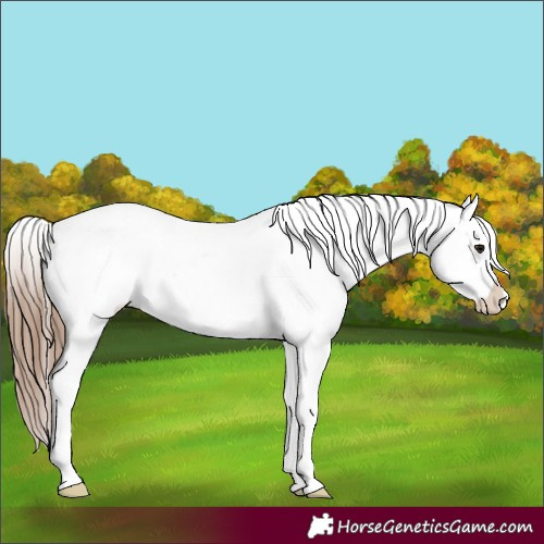 Horse Color:Bay Splash Tobiano Appaloosa