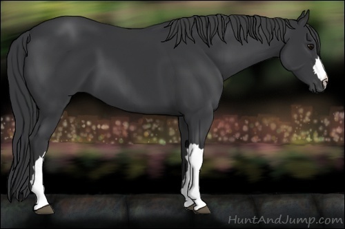 Horse Color:Black 