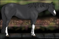 Horse Color:Black 