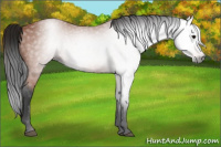 Horse Color:Gray Bay 