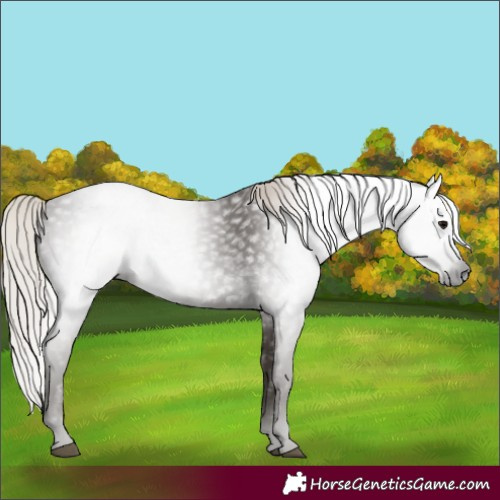 Horse Color:Gray Silver Black 