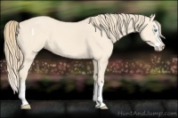 Horse Color:Perlino Splash