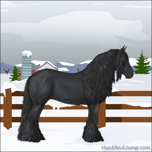 Horse Color:Black 
