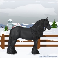 Horse Color:Black 