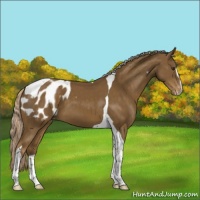 Horse Color:Chocolate Palomino Sabino Tobiano Appaloosa 