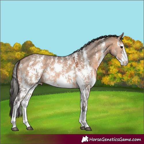 Horse Color:Bay Dun Sabino 