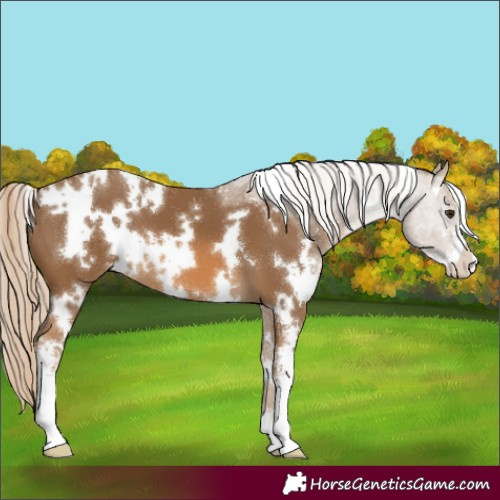 Horse Color:White Spotted Chocolate Palomino Sabino