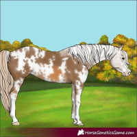 Horse Color:White Spotted Chocolate Palomino Sabino 