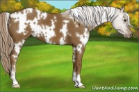 Horse Color:White Spotted Chocolate Palomino Sabino