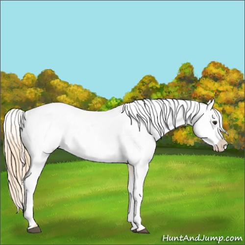 Horse Color:Red Dun Appaloosa  and Red Dun Appaloosa 