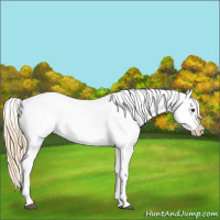 Horse Color:Red Dun Appaloosa  and Red Dun Appaloosa 