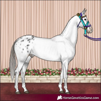 Horse Color:Black Appaloosa Rabicano 