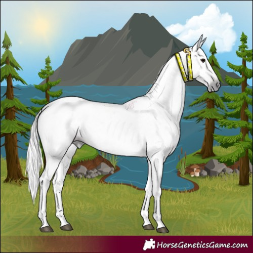 Horse Color:Gray Bay 