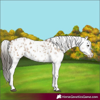 Horse Color:Liver Red Dun Appaloosa  and Liver Red Dun Splash Appaloosa 