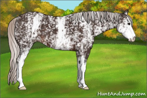 Horse Color:White Spotted Silver Brown