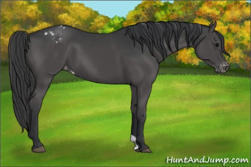 Horse Color:Black Appaloosa 