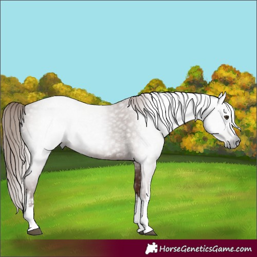Horse Color:Gray White Spotted Chestnut 