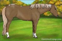 Horse Color:Chocolate Palomino Tobiano 