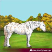 Horse Color:Bay Dun Appaloosa 