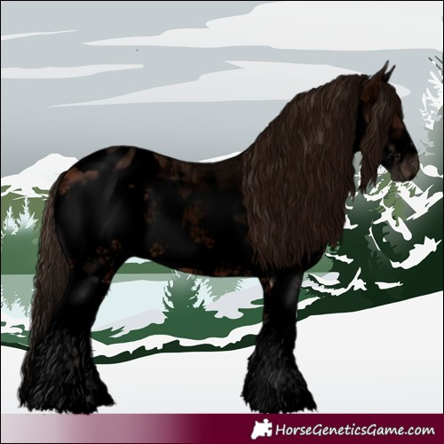 Horse Color:Void Bay Roan Sabino Splash Frame Appaloosa Rabicano 