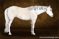 Horse Color:Silver Smoky Creme Roan Dun Sabino 