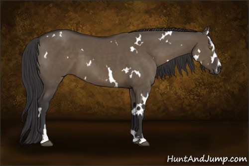 Horse Color:White Spotted Smoky Grullo Sabino 