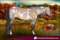 Horse Color:White Spotted Brown Dun 