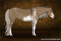 Horse Color:Silver Smoky Grullo Sabino 