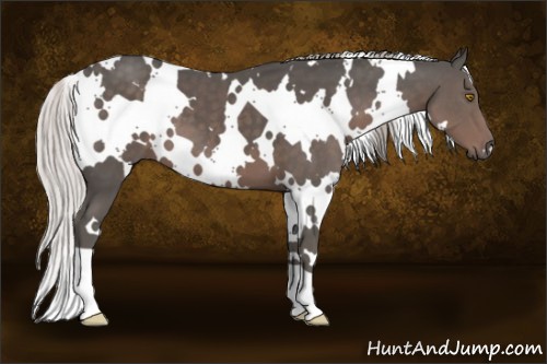 Horse Color:White Spotted Silver Black 