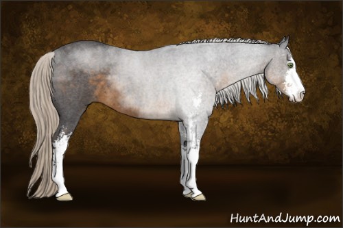 Horse Color:Silver Smoky Blue Roan Sabino 
