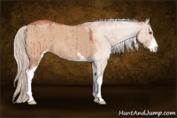 Horse Color:Silver Bay Roan Dun Sabino Brindle 