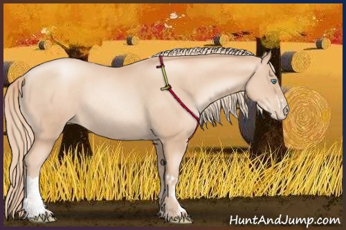 Horse Color:Gold Champagne Pearl Rabicano  and Gold Champagne Pearl Rabicano 