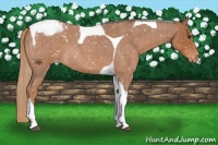 Horse Color:Red Roan Tobiano Appaloosa 