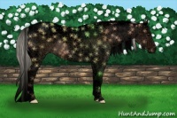 Horse Color:Void White Spotted Silver Bay Dun Splash 