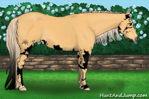 Horse Color:Void Palomino Splash 