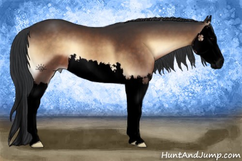Horse Color:Void Bay Onyx Splash 