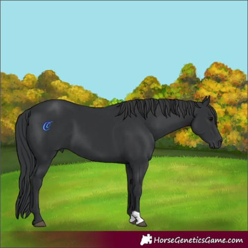 Horse Color:Black 