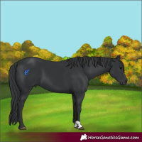 Horse Color:Black 