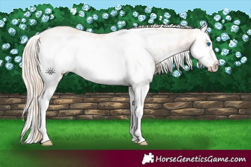 Horse Color:White Spotted Chocolate Perlino Sabino Splash Frame Rabicano
