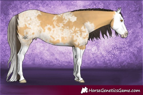 Horse Color:Buckskin Ice Dun Splash 