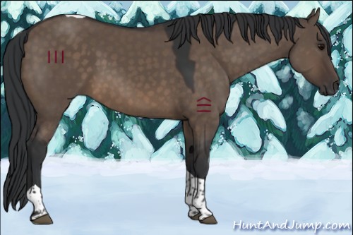 Horse Color:Brown Dun Tobiano 